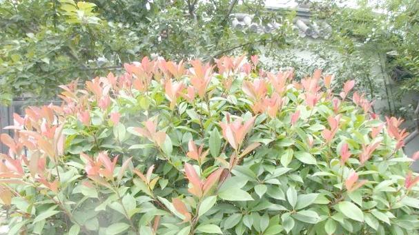 红叶灌木有哪些种类？它们的观赏价值如何？