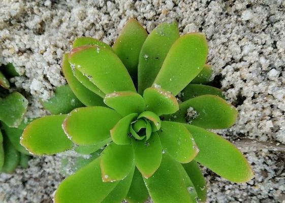 红冬云的养殖方法和常见问题解答？
