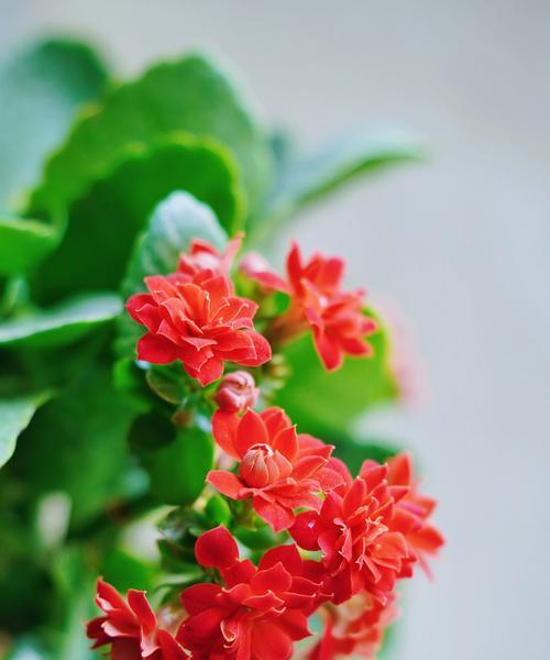 冬天开花的植物有哪些？如何在冬季养护它们？