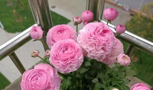 冬天开花的植物有哪些？如何在冬季养护它们？