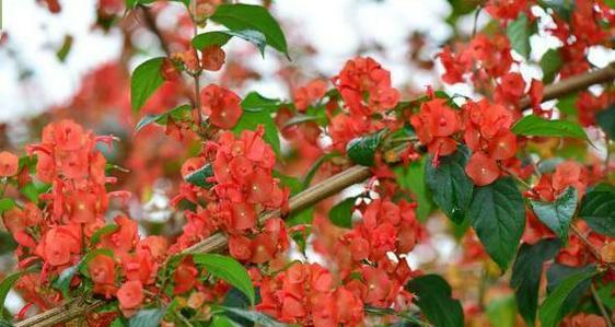 冬天开花的植物有哪些？如何在冬季养护它们？