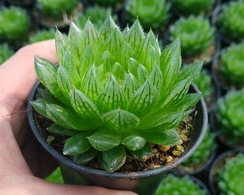 樱水晶多肉植物的养殖方法是什么？