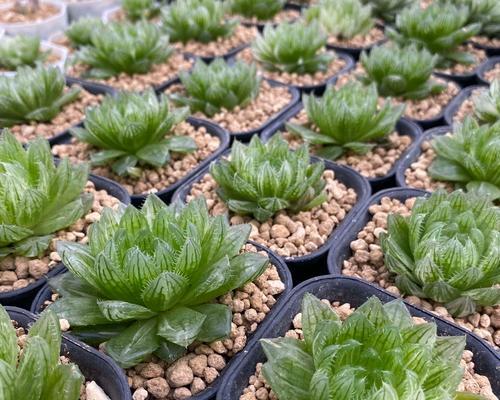 樱水晶多肉植物的养殖方法是什么？
