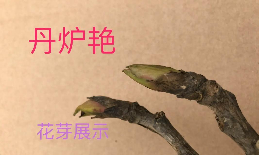 牡丹所有品种的介绍？如何区分不同牡丹品种？