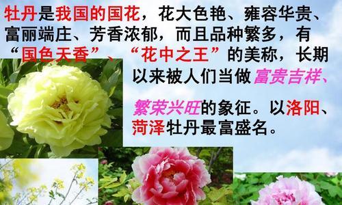 牡丹所有品种的介绍？如何区分不同牡丹品种？