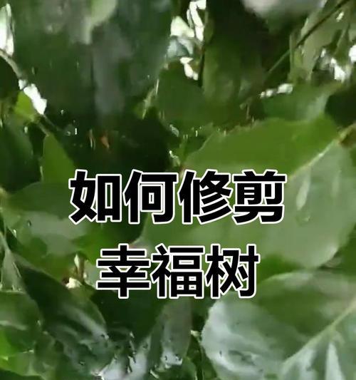 大幸福树修剪方法是什么？如何修剪才能促进生长？