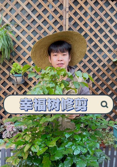 大幸福树修剪方法是什么？如何修剪才能促进生长？