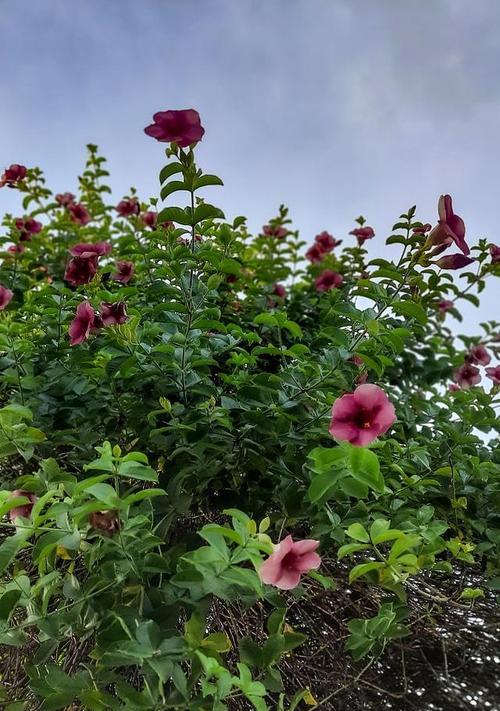 芙蓉花的养殖方法是什么？如何让其花开得更美？