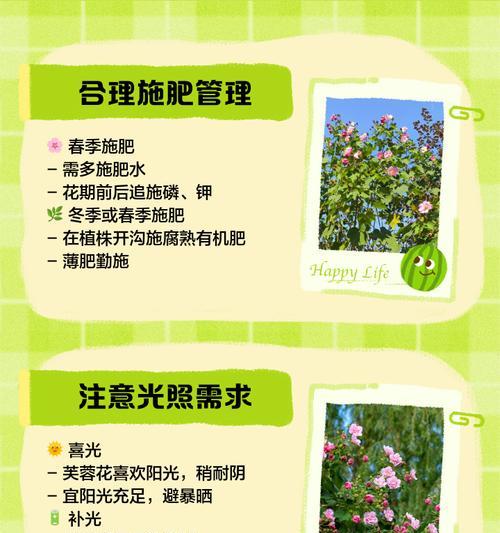 芙蓉花的养殖方法是什么？如何让其花开得更美？