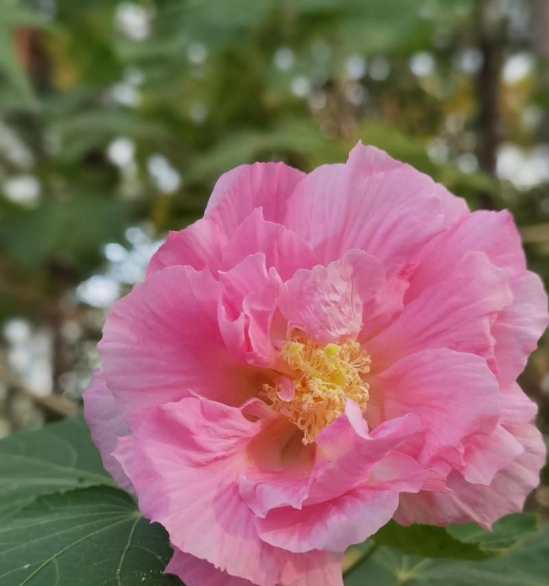 芙蓉花的养殖方法是什么？如何让其花开得更美？