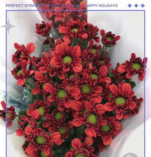 怎么样的雏菊最受欢迎？如何挑选优质雏菊？