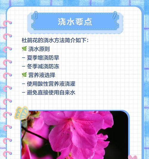 杜鹃花秋季养护需要注意哪些问题？
