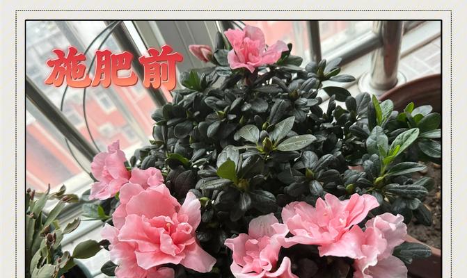 杜鹃花秋季养护需要注意哪些问题？