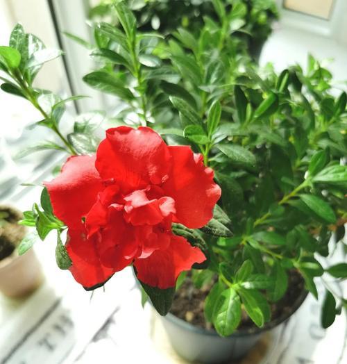 杜鹃花秋季养护需要注意哪些问题？