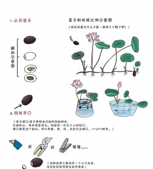 旱莲的种植步骤是什么？