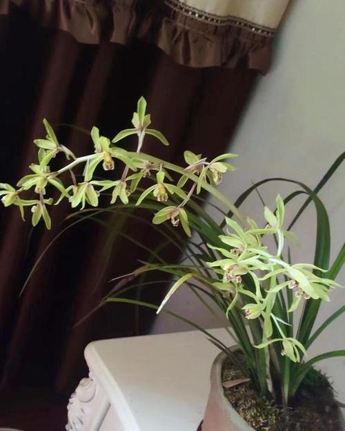 兰花养护技巧有哪些？如何养出健康的兰花？