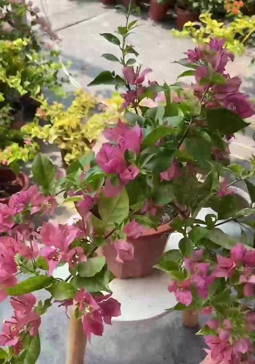 沙漠玫瑰开花的秘诀是什么？