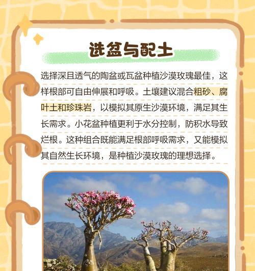 沙漠玫瑰开花的秘诀是什么？