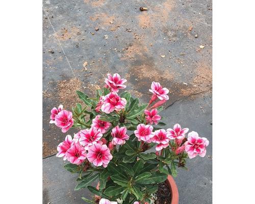沙漠玫瑰开花的秘诀是什么？