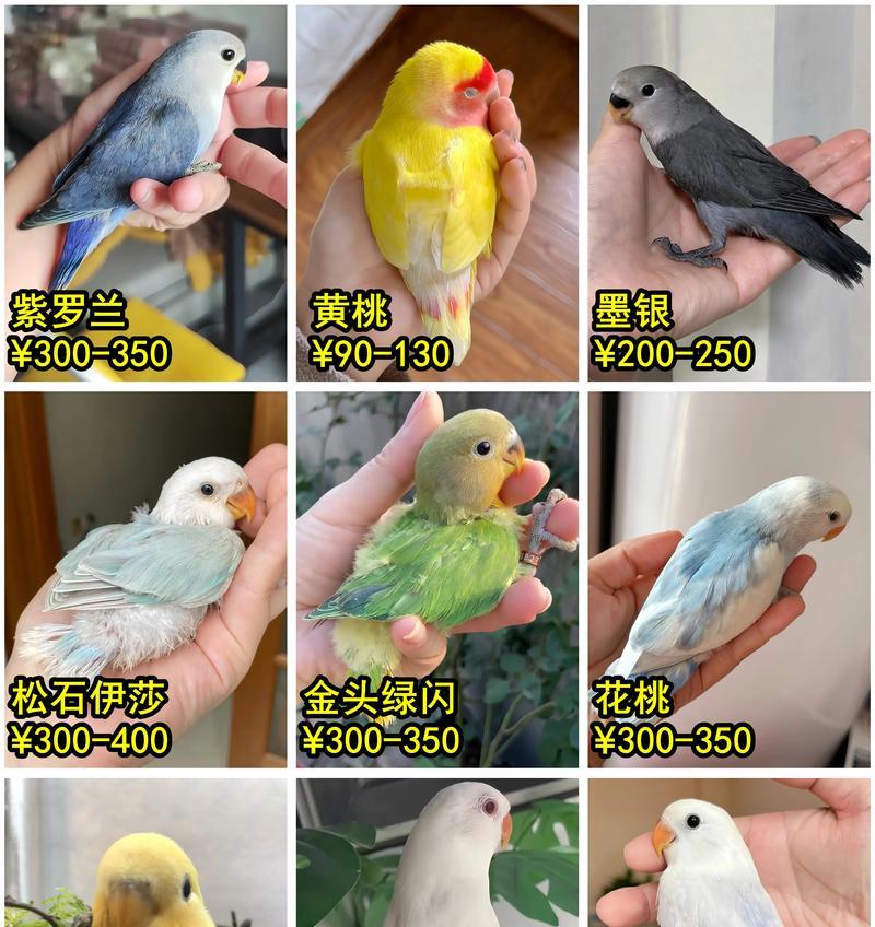 养牡丹选那个品种好？不同牡丹品种的特点是什么？