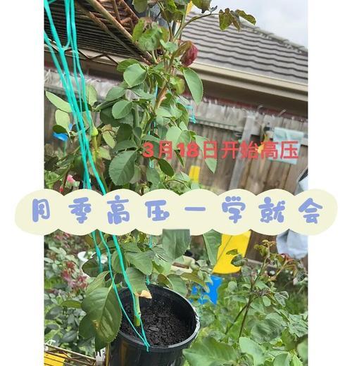 扦插月季的正确浇水方法是什么？