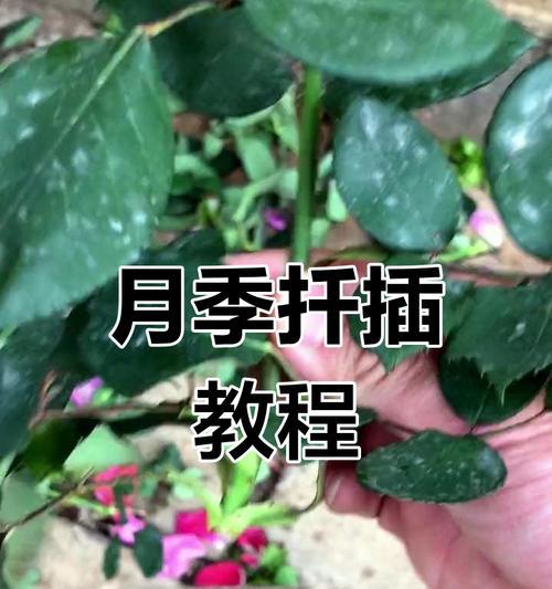 扦插月季的正确浇水方法是什么？