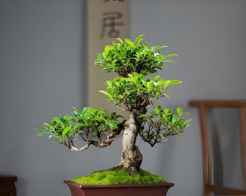 榕树盆景生虫了怎么办？如何进行有效防治？