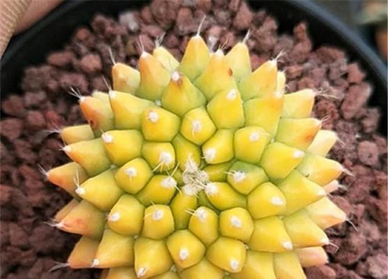 仙人球有哪些品种？各自的特性是什么？