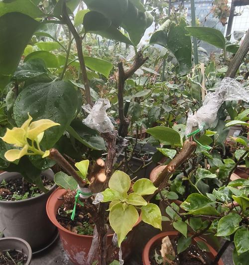 盆栽花树品种众多，如何挑选？