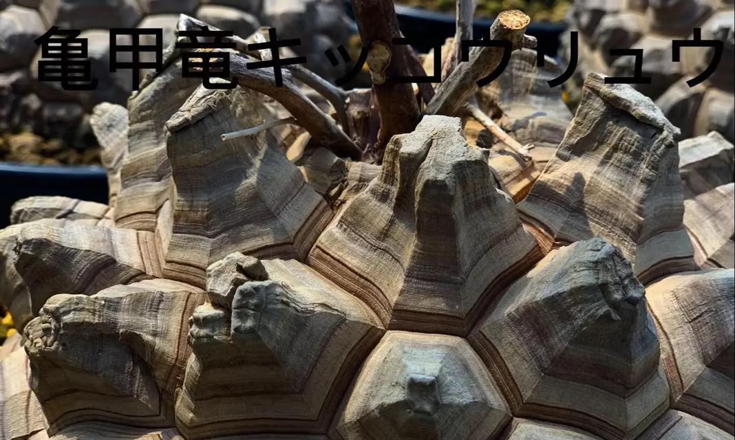 龟甲龙品种介绍及养护方法？哪种龟甲龙品种最稀有？