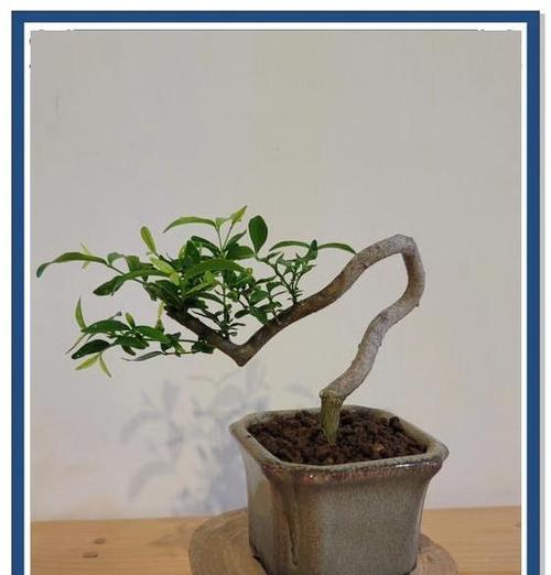 水梅的养殖方法有哪些？如何正确养殖水梅？