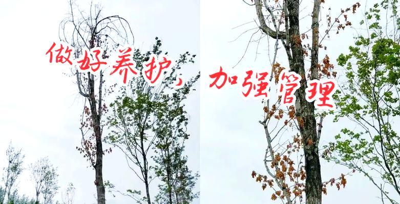 树木枯萎怎么处理？如何处理枯萎的树木？