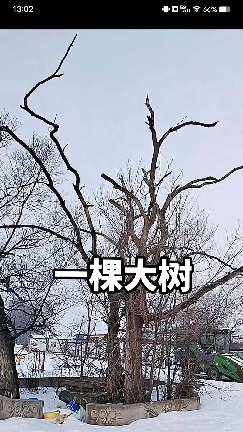 树木枯萎怎么处理？如何处理枯萎的树木？