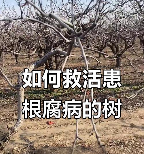 树木枯萎怎么处理？如何处理枯萎的树木？