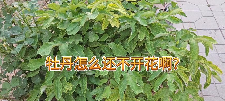 什么树可以嫁接牡丹？牡丹嫁接的适宜砧木有哪些？