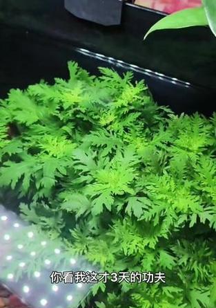 水罗兰的养殖方法是什么？
