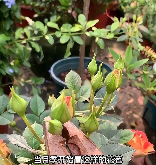月季催花的方法有哪些？
