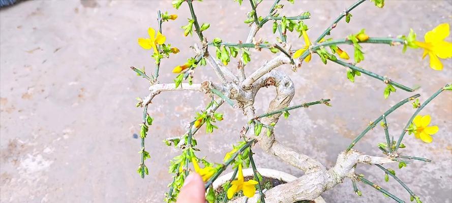 迎春花的栽种技巧有哪些？如何让迎春花开出更多花朵？