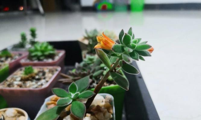 锦晃星开花后的护理方法是什么？