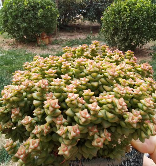 锦晃星开花后的护理方法是什么？