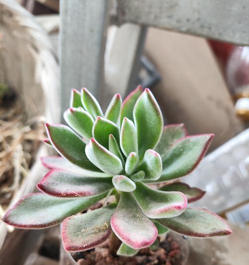 锦晃星开花后的护理方法是什么？