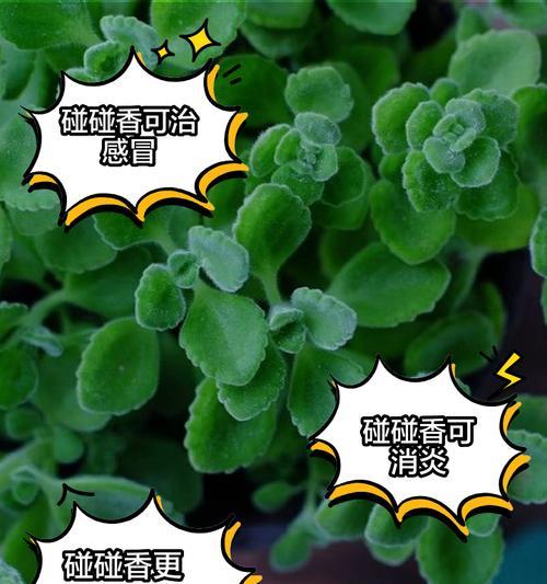 碰碰香的养殖方法和注意事项是什么？