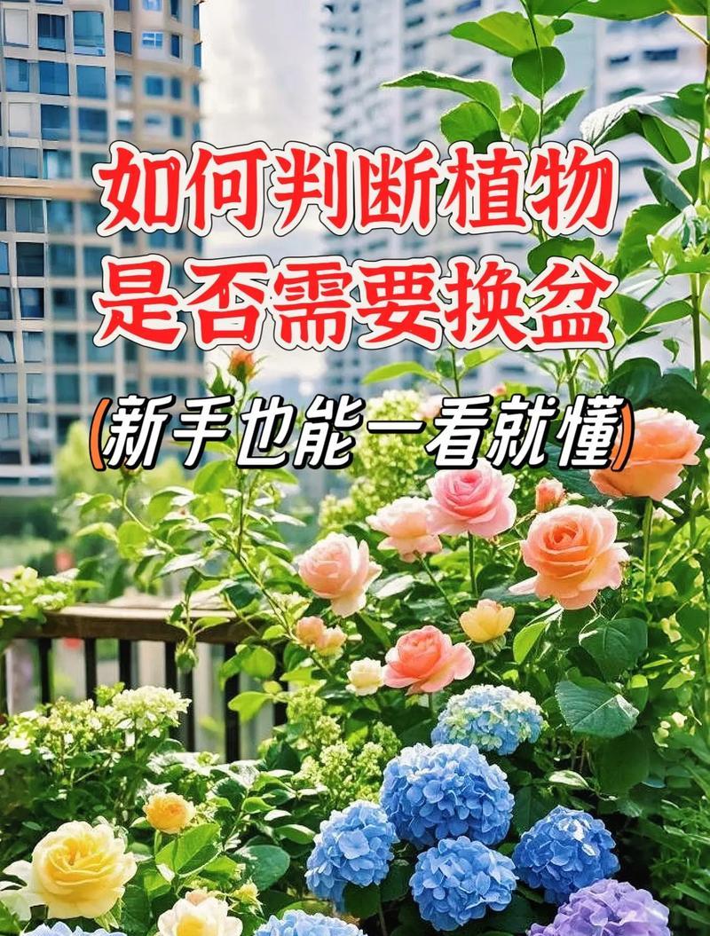 给花换土的最佳时机和步骤是什么？