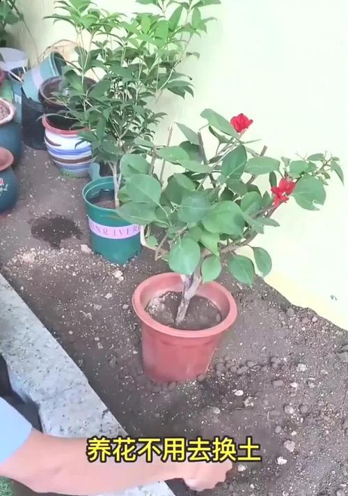 给花换土的最佳时机和步骤是什么？