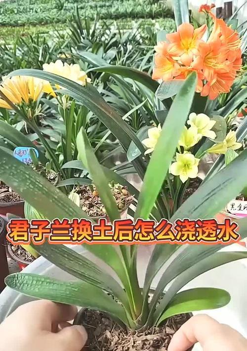 给花换土的最佳时机和步骤是什么？