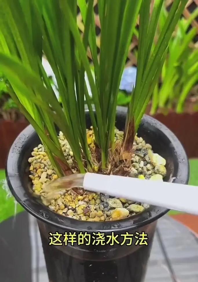 家庭养殖兰花的技巧和注意事项是什么？