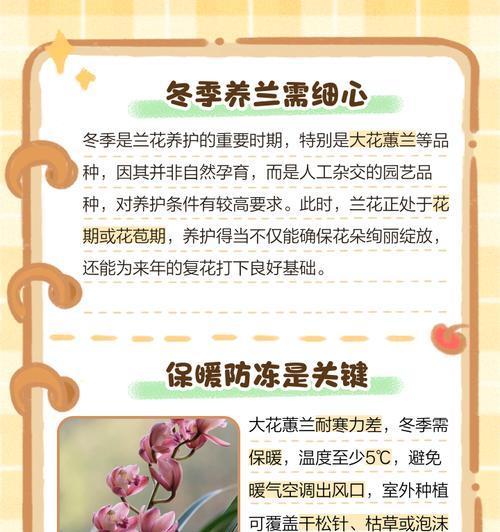 家庭养殖兰花的技巧和注意事项是什么？