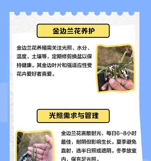 家庭养殖兰花的技巧和注意事项是什么？
