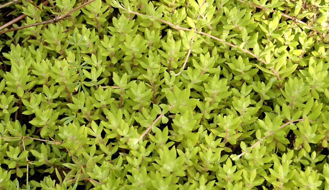 垂盆草种植方法？如何保持其旺盛生长？