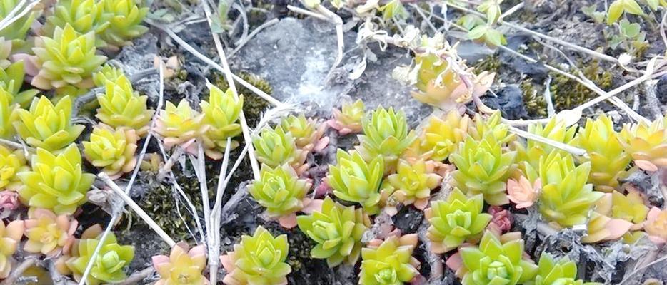 垂盆草种植方法？如何保持其旺盛生长？
